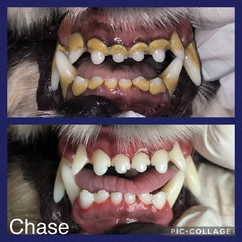 Teeth Cleaning for Cats and Dogs Cosmetic